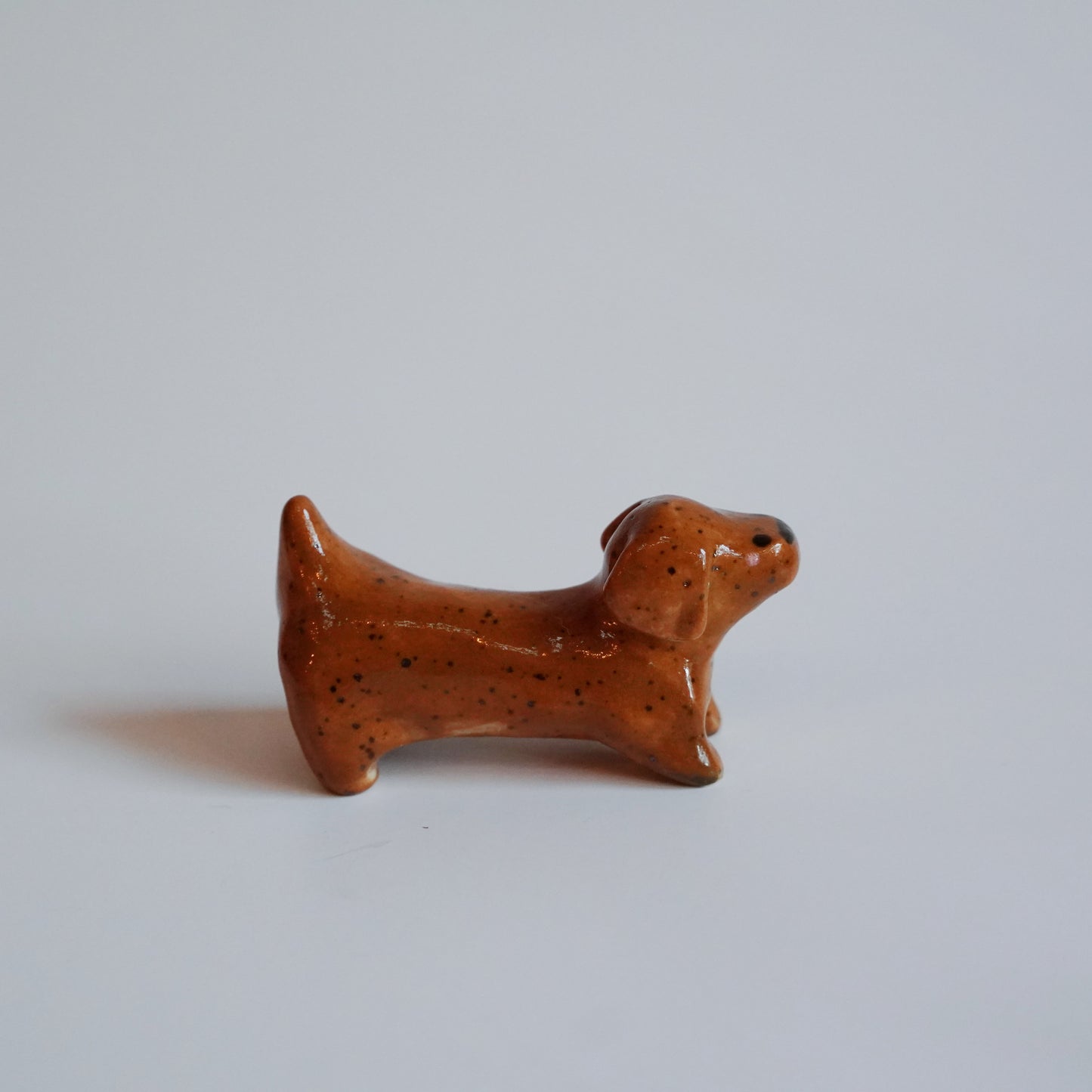 dachshund