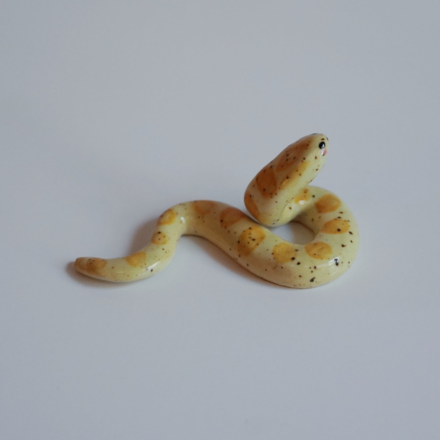 butter cornsnake