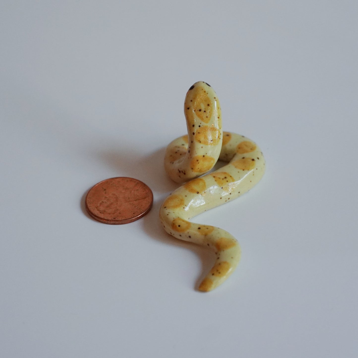 butter cornsnake